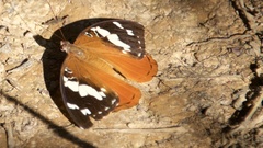 Aterica rabena