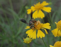 Bicyrtes insidiatrix