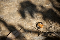 Aterica rabena