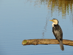 Microcarbo melanoleucos brevirostris