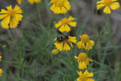 Bicyrtes insidiatrix