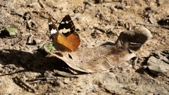 Aterica rabena