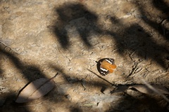 Aterica rabena