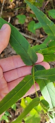 Eupatorium sessilifolium