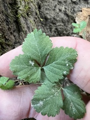 Potentilla indica