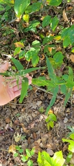 Eupatorium sessilifolium