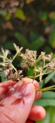 Eupatorium sessilifolium