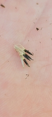 Eupatorium sessilifolium