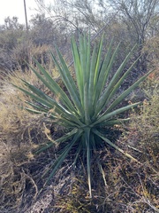 Agave americana