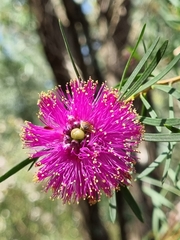 Melaleuca filifolia