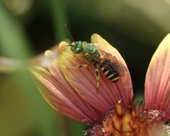 Agapostemon splendens