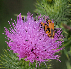 Chauliognathus pensylvanicus