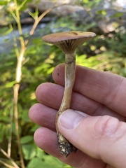 Paralepista flaccida