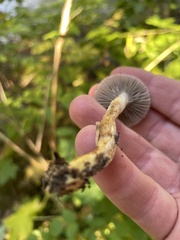 Paralepista flaccida