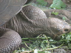 Chelonoidis niger chathamensis