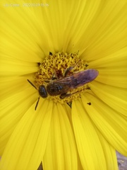 Xanthocampsomeris completa