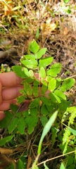 Osmunda spectabilis