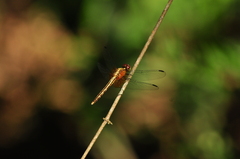 Odonata
