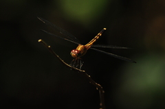 Odonata