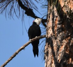 Dryobates albolarvatus