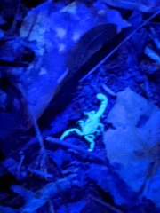 Vaejovis carolinianus