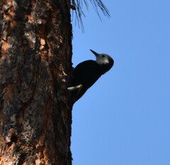 Dryobates albolarvatus