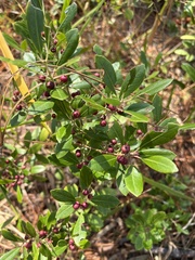 Ilex glabra
