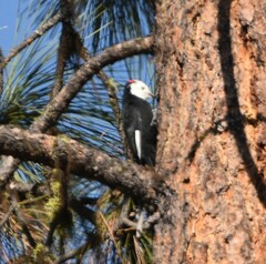 Dryobates albolarvatus