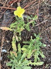 Oenothera laciniata