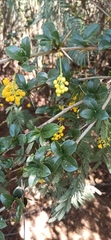 Berberis valdiviana