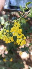 Berberis valdiviana