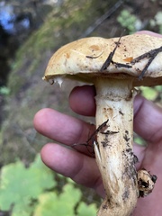 Suillus caerulescens