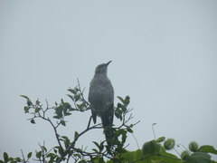 Mimus melanotis