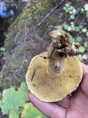 Suillus caerulescens