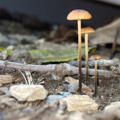 Marasmius sullivantii