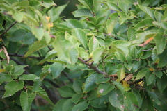 Ulmaceae