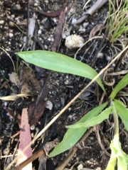 Craspedia variabilis