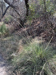 Muhlenbergia rigens