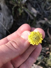 Craspedia variabilis