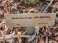 Melaleuca filifolia