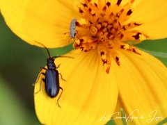 Diabroticina