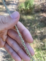 Muhlenbergia rigens