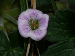 Geranium traversii