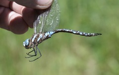 Rhionaeschna dugesi