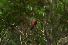 Ramphocelus bresilius