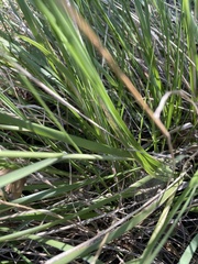 Muhlenbergia rigens