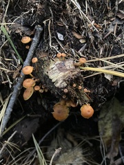 Xeromphalina