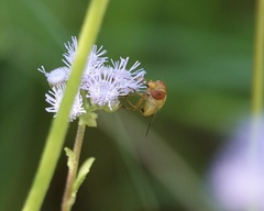 Copestylum sexmaculatum