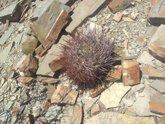 Echinopsis leucantha