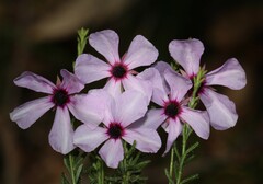 Tetratheca confertifolia